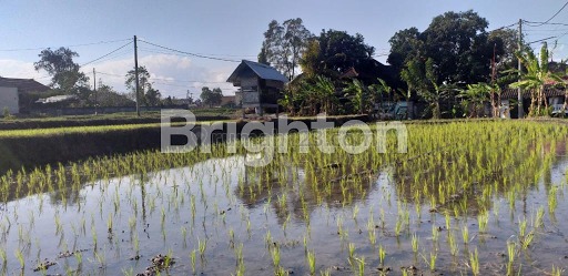 RUMAH BARU DENGAN VIEW SAWAH CANTIK SANGAT DEKAT KE DALUNG DAN DENPASAR, Mengwitani, Badung