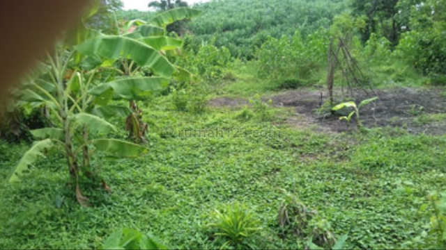BEAUTIFULL LAND, Canggu, Badung