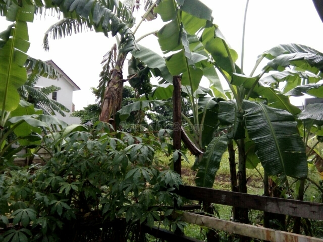 Kavling Jl. Kubis 3 Belakang Cluster Dylan Residence, Pondok Cabe, Tangerang