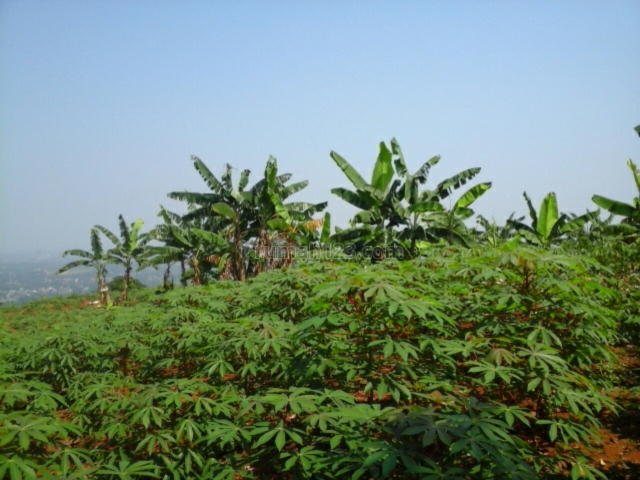 Tanah tajur halang, Tajur Halang, Bogor