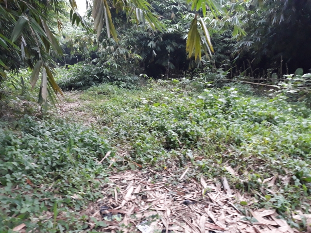 Lahan pinggir jalan murah,ciampea bogor, Ciampea, Bogor