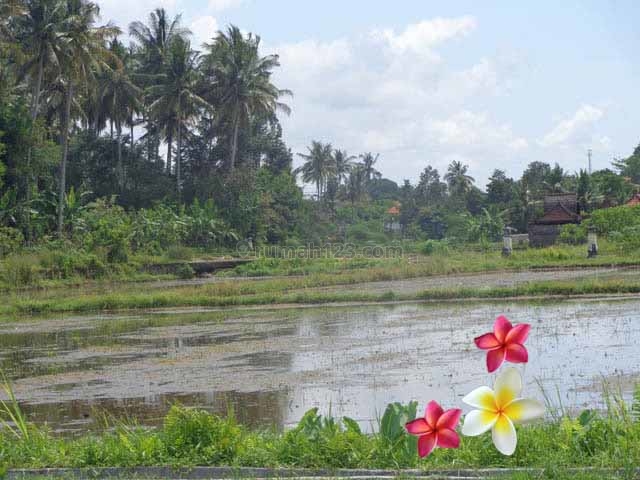 JTU 455 - Tanah View Sawah Di Ubud-Bali Cocok Investasi Seluas 34 Are, Ubud, Gianyar