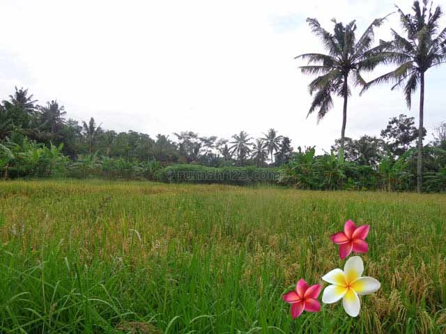 JTU 463 - Sudah Masuk Listrik Di Tanah Seluas 5 Are Di Ubud-Bali View Sawah Dan Lingkungan Villa, Ubud, Gianyar