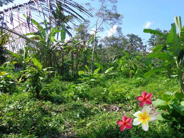 JTU 421 - Tanah View tebing Dan Sungai Di Payangan-Bali Seluas 50 Are Cocok Untuk Villa, Payangan, Gianyar