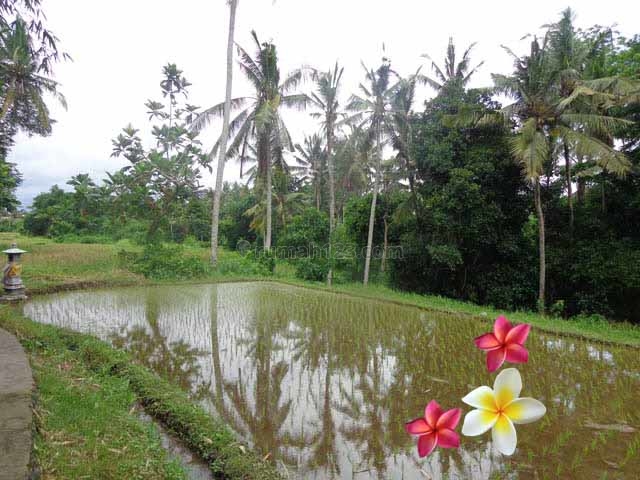 JTU 460 - Dekat Wisata Monkey Forest, Tanah Di Ubud-Bali Cocok Untuk Villa Seluas 30 Are, Ubud, Gianyar
