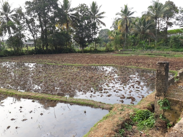 Lahan produktif ada sumber air dan saung ciampea, bogor, Ciampea, Bogor
