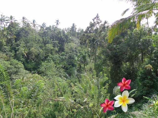 JTU 416 - Tanah View Sungai, Tebing Dan Sawah Di Payangan-Bali Seluas 15 Are, Payangan, Gianyar