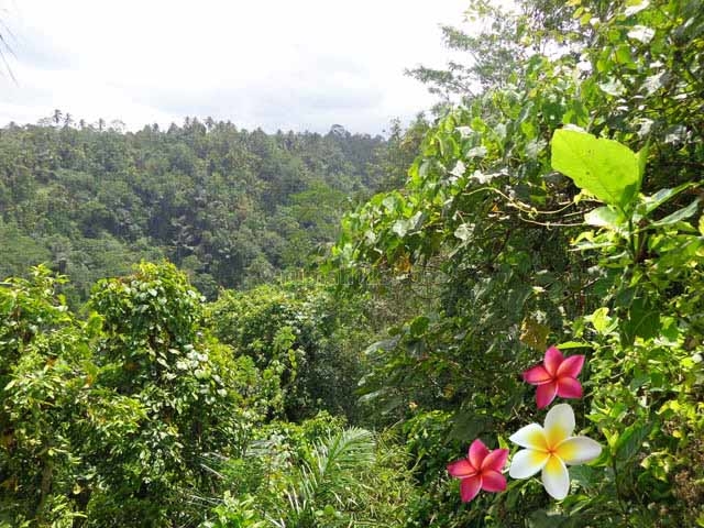 JTU 686 - Cocok Untuk resort Di Payangan-Bali Di Tanah Seluas 117 Are, Payangan, Gianyar