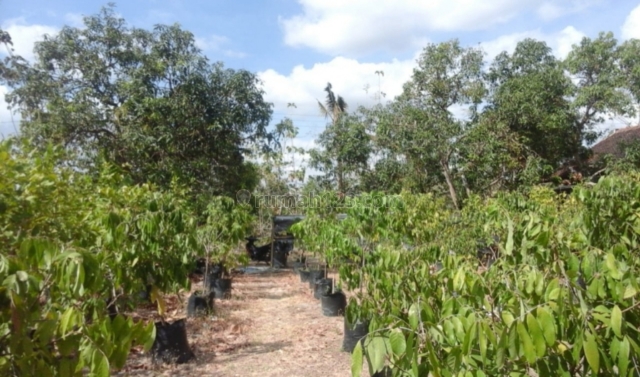 BU ) : Tanah Plus Kebun Buah Unggul 2.445m2 Murah Wonogiri, Eromoko, Wonogiri