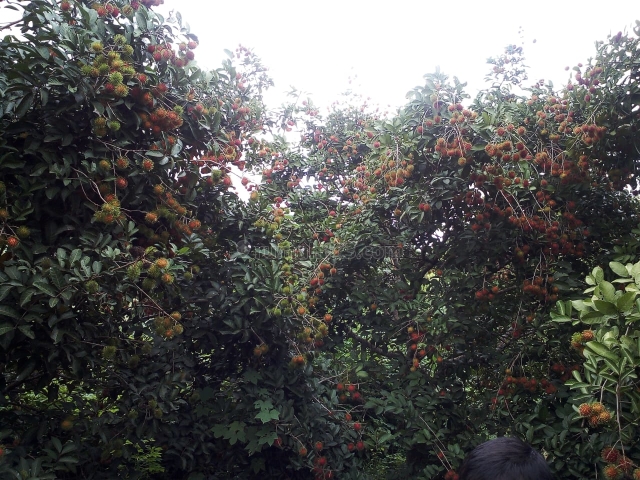 Tanah Kebun, Bontomarannu, Gowa
