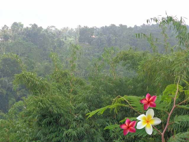 JTU 412 - Tanah Di Tegallalang-Bali Seluas 150 Are Cocok Untuk Resort Dan Investasi, Tegallalang, Gianyar