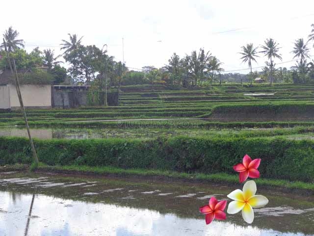 JTU 670 - View full sawah dan lingkungan villa komersil di Tanah Seluas 15 Are Di Ubud- Bali ., Ubud, Gianyar