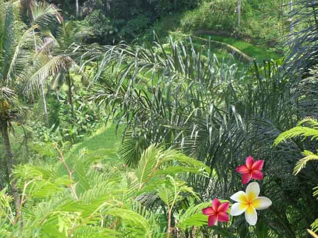 JTU 708 - Tanah Luas 50 Are Berada Di Lingk Villa Di Tegallalang-Bali Cocok Untuk Resort, Payangan, Gianyar