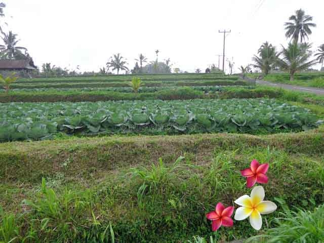 JTU 684 - Tanah Di Payangan-Bali Dengan View Sawah Seluas 28 Are Cocok Investasi, Payangan, Gianyar