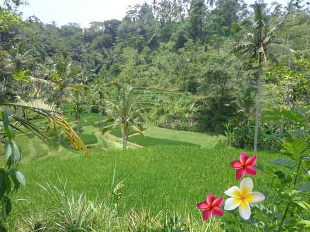 JTU 723 - Tanah Cocok Untuk Villa Seluas 40 Are Dengan View Sawah Di Tegallalang-Bali, Tegallalang, Gianyar