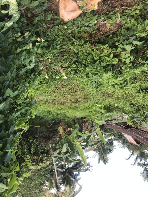 TANAH COCOK UNTUK VILLA/ RUMAH TINGGAL, Samplangan, Gianyar