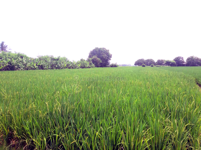 Tanah 1.5 Ha Di Cirarab Mauk Tangerang MP5788FI, Mauk, Tangerang
