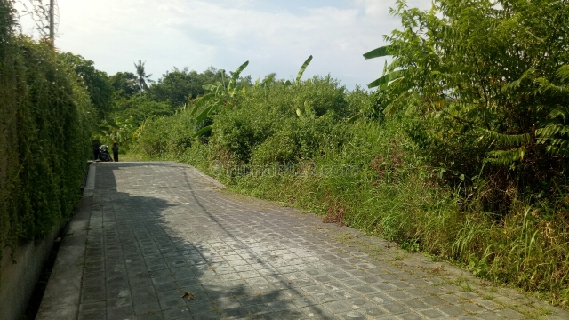 Tanah:1000m2 super murah siap Bangun Di padang lenjong -canggu Badung Bali, Canggu, Badung