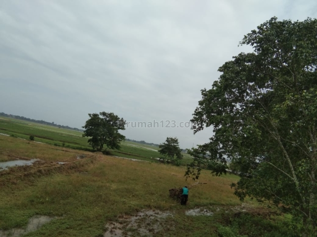 LAHAN DIDESA LEMAH MULYA KARAWANG, Majalaya, Karawang