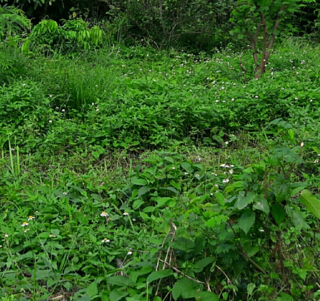 Land jln H saaba meruya selatan kembangan, Meruya, Jakarta Barat