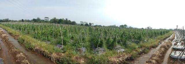 tanah luas dekat campus IPB ciampea, Ciampea, Bogor