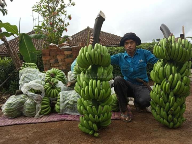 kavling produktif kebun pisang cavendish shm harga murah zona pemukiman, Pademangan, Jakarta Utara