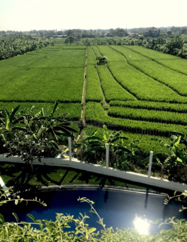 Tanah 1.267m2 (12.67are) view SAWAH,10 menit ke Echobeach/Batu Bolong beach/Pererenan Beach di Tumbak BAYUH Canggu,Kuta Utara,Badung Bali (*Direct owner), Canggu, Badung