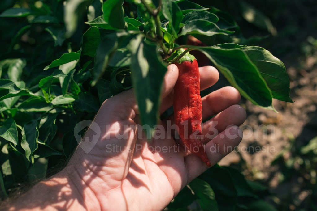 cara menanam cabe - rumah123.com