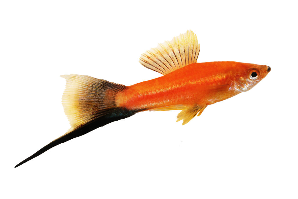 jenis ikan hias - rumah123.com