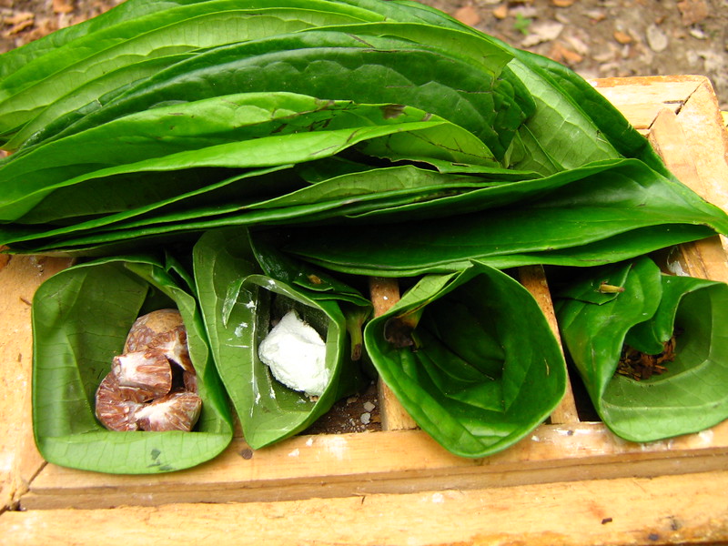 tanaman obat - rumah123.com