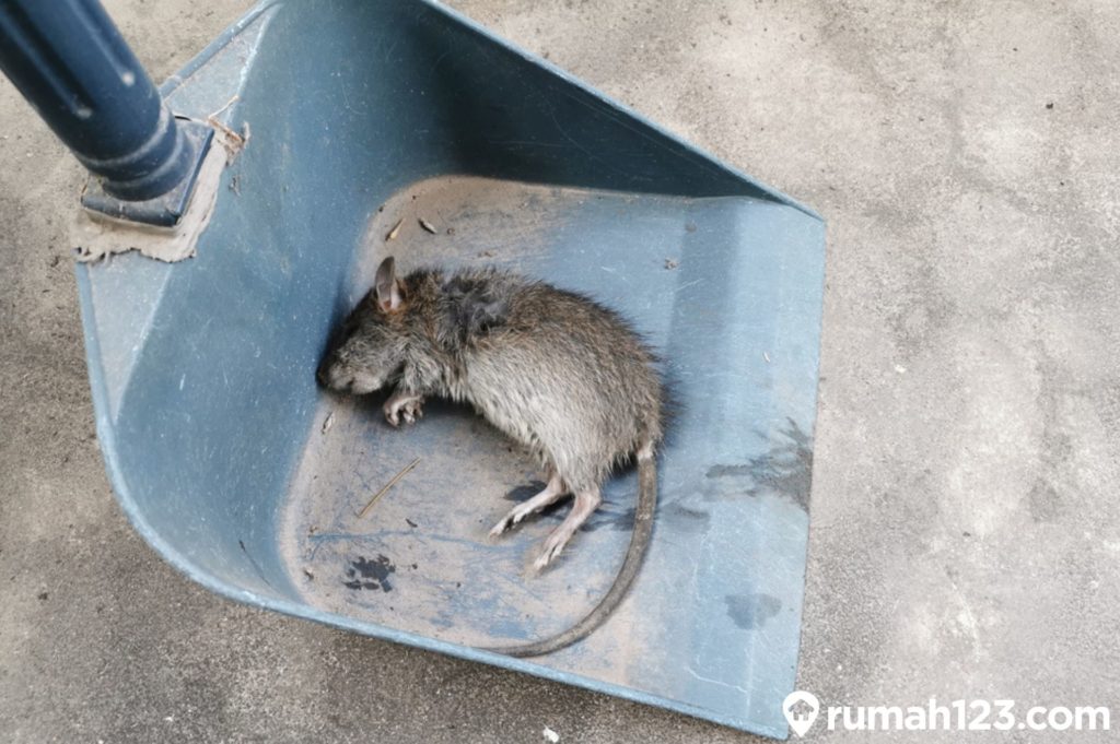cara menghilangkan bau bangkai tikus