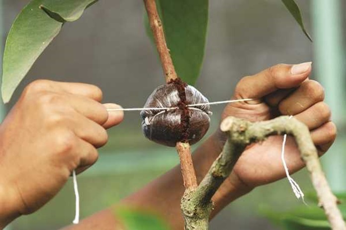 bibit tabulampot