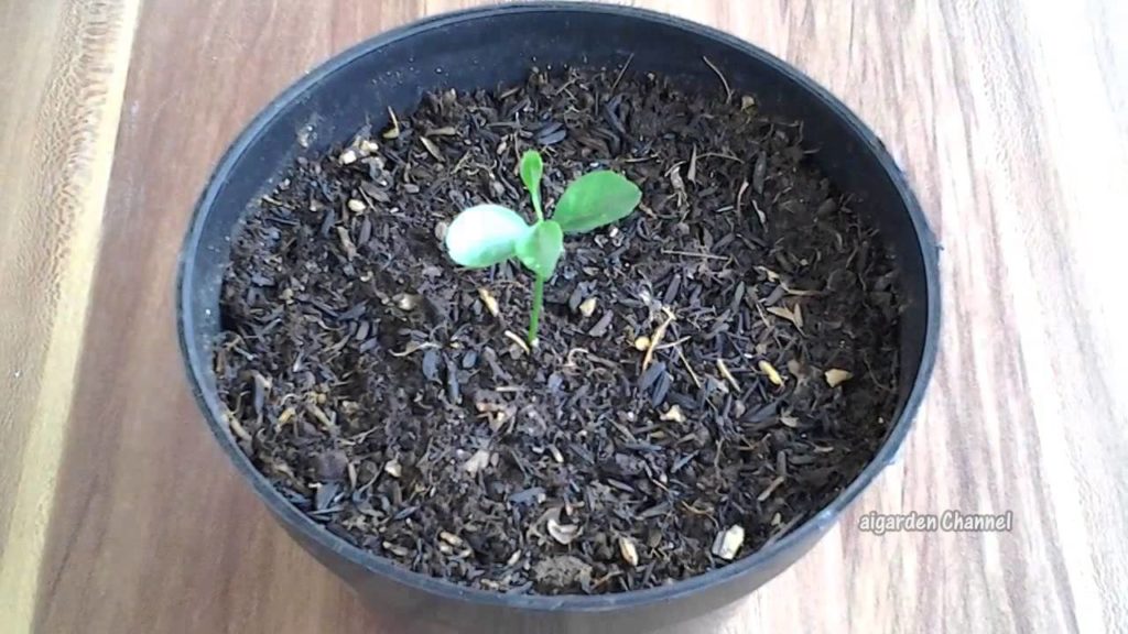 tabulampot