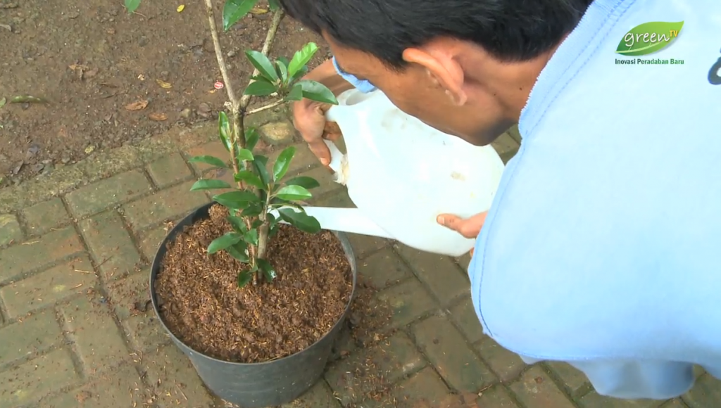 tabulampot