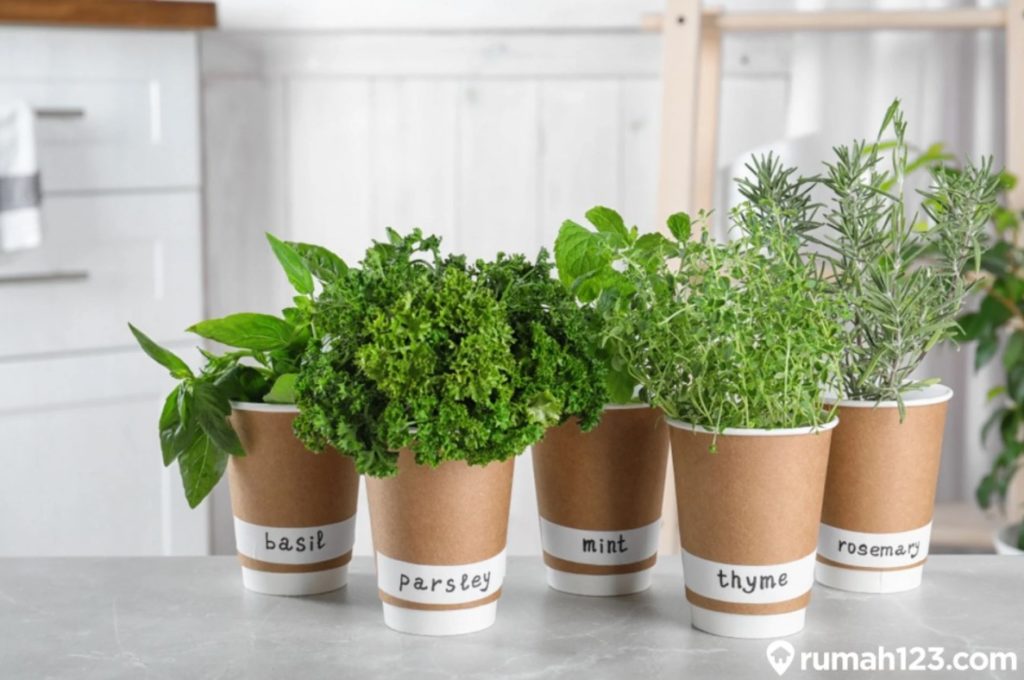 tanaman herbal di rumah