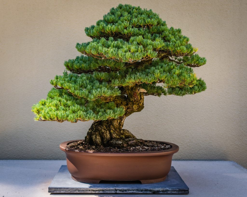 bonsai serut