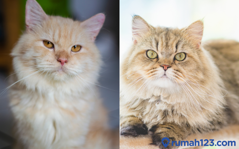 kucing anggora dan persia