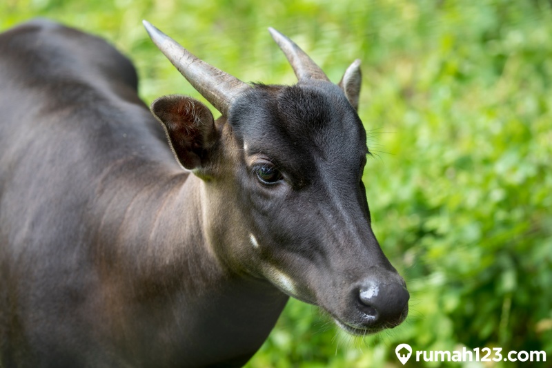 anoa