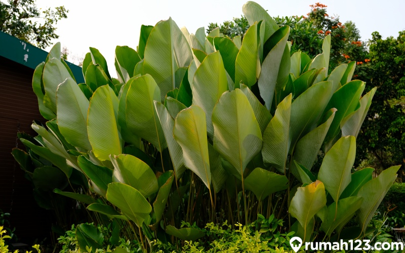 Calathea Lutea