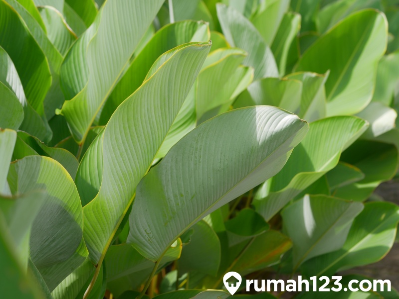 Calathea Lutea