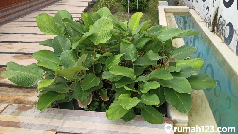 Calathea Lutea
