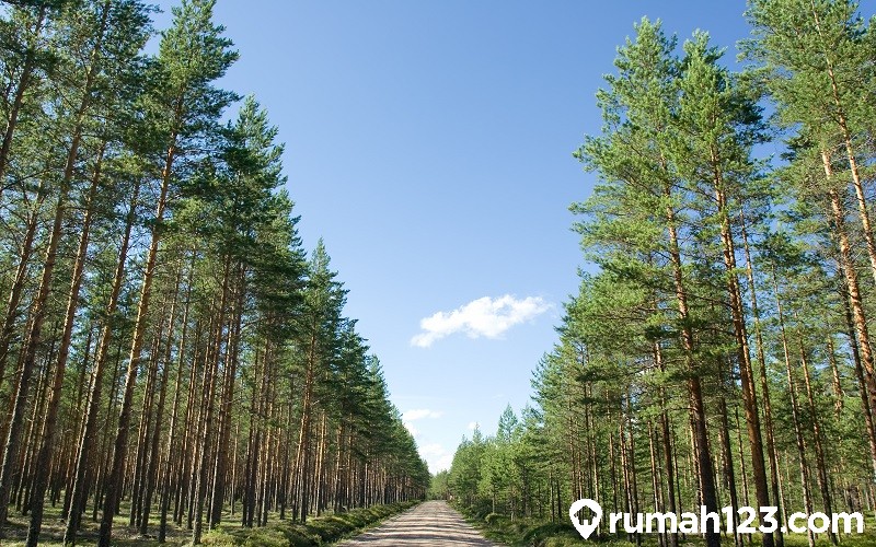 Hutan Tanaman Industri Featured Image