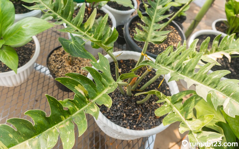 Philodendron Ring of Fire 1