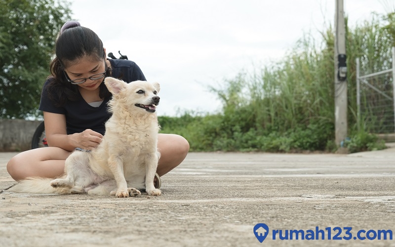 img-responsive Diserang Anjing Tetangga