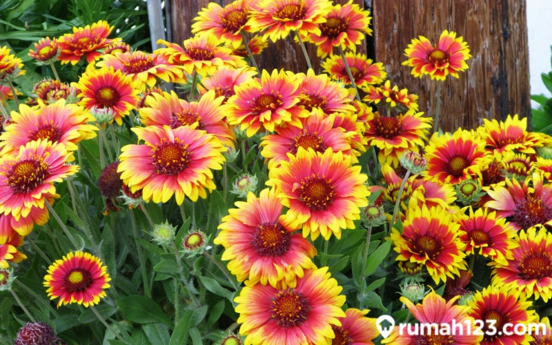 bunga-Gaillardia1