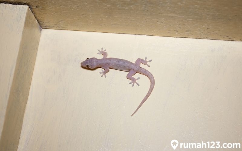 cicak masuk rumah