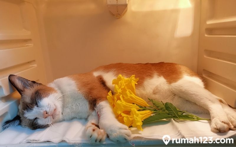 cara mengubur kucing (1)