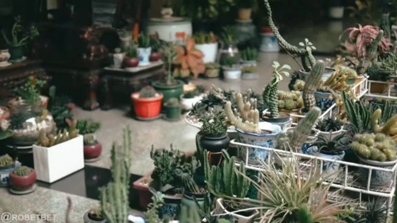 tanaman hias di kebun