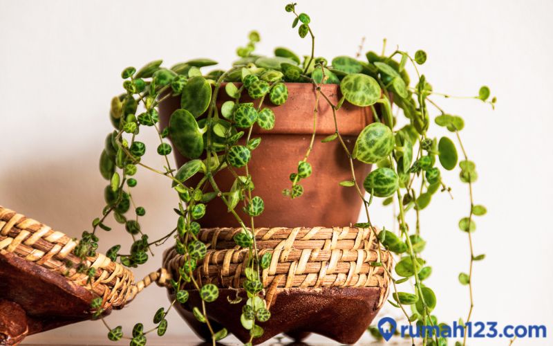 Tanaman Hias Daun Kecil Terpopuler