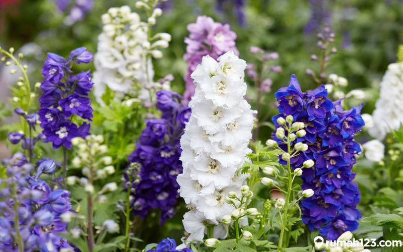 Bunga Larkspur